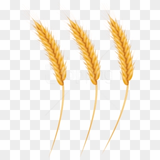 Free Png Download Wheat Grains Clipart Png Photo Png - Wheat Grain Clipart, Transparent Png