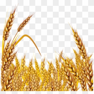 field of wheat clipart photo