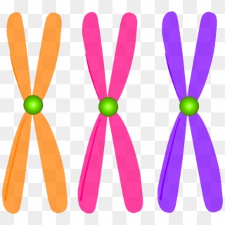 Chromosomes Clip Art - Clip Art Chromosomes Png, Transparent Png