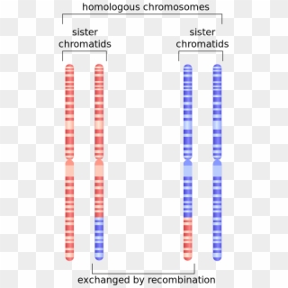 Depiction Of Chromosome 1 After Undergoing Homologous - Translocation On Homologous Chromosomes, HD Png Download