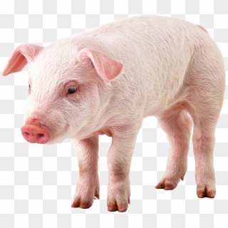 Dirty Pig Cliparts - Pig With No Background, HD Png Download