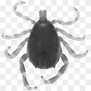 13th International Symposium On Ticks And Tick-borne - Orb-weaver Spider, HD Png Download