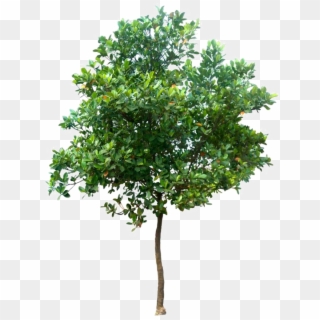 Realistic Tree Png Photo - Trees Png, Transparent Png