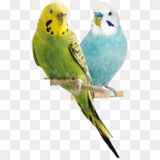 Free Png Download Parrot Png Images Background Png, Transparent Png