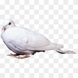 White Pigeon Png - Male Dove, Transparent Png