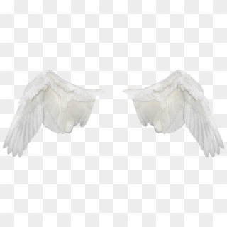Wings,wings Ave,flight,fly,white Wings,png,freedom, - 날개 Png, Transparent Png