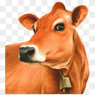 Comparatively With Cross Breed Cow A1 Milk, Desi Cow - Jersey Cow Head Clipart, HD Png Download
