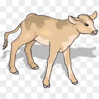 Calf Baby Cow Standing Shadow Young Mammal - Calf Clipart, HD Png Download