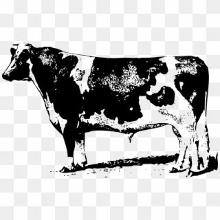 Graphic Freeuse Download Dairy Shop Of Library Buy - Cow Drawing Png, Transparent Png