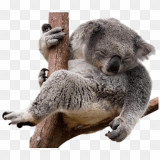 Thumb Image - Koala Png, Transparent Png