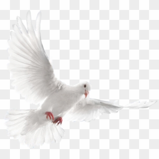 News - White Dove Bird, HD Png Download