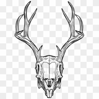 Jackalope Deer Animal Skulls Horn - Jackalope Skull, HD Png Download