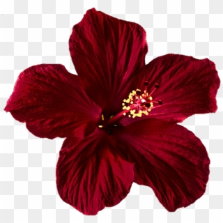 Hibiscus Clipart Png Tumblr - Mexican Flower, Transparent Png