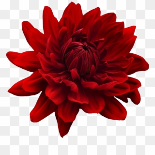 Flower Png Tumblr Flowers - Flower Red E Blue Png, Transparent Png