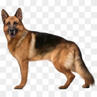 German Shepherd Dog Png Clip Art - Best Dog Warning Signs, Transparent Png