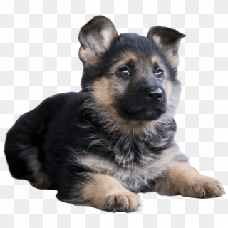 our generation german shepherd pup