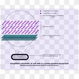 Gram-positive Bacteria Cell Wall - Crystal Violet Cell Wall, HD Png Download