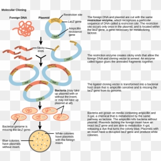 Links To An External Site - Process Of Gene Cloning With Diagram, HD ...