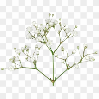 Baby's Breath Flowers Png Free Pic - Baby Breath Flower Png, Transparent Png