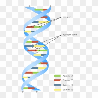 Using The Crispr Gene Editing System, They Have Managed - Dna Double Helix Model Diagram, HD Png Download