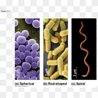 B) Gram Stain - Labeled Diagram Of Spiral Bacteria, HD Png Download