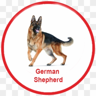 Royal Canin Malaysia - German Shepherd Dog Png, Transparent Png