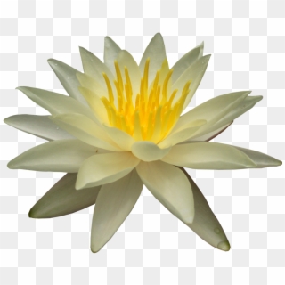 Water Lily Png Picture - Sacred Lotus, Transparent Png