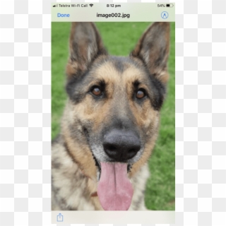Donate To Petrescue - Old German Shepherd Dog, HD Png Download