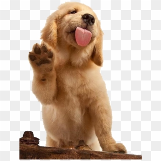 German Shepherd Png Images By Pngsector - Golden Retriever Waving, Transparent Png