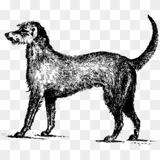 Irish Wolfhound Irish Terrier German Shepherd Wolfdog - Wolfhound Clipart Black And White, HD Png Download