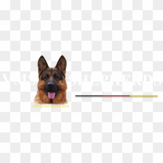 Dog Breeder, Reputable Dog Breeder, Celebrities Dogs, - Old German Shepherd Dog, HD Png Download