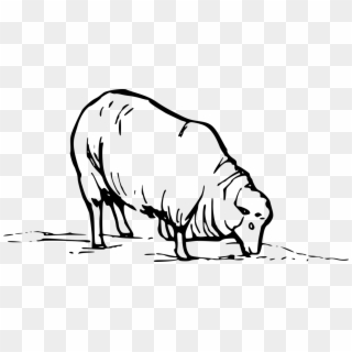 Goat Bighorn Sheep Merino Dall Sheep Drawing - Sheep Clip Art, HD Png Download