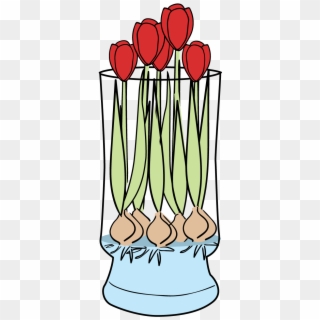 Tulip Flower Bulb Clip Art - Tulip Bulbs Hydroponics, HD Png Download