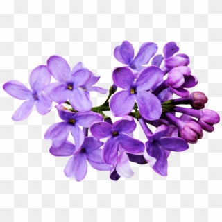 Flores Moradas Png - Lavender Color Flower Png, Transparent Png