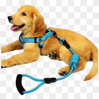 Pedi Bear Petenjoy Dog Leash Dog Chain Dog Collar Chest - Leash, HD Png Download
