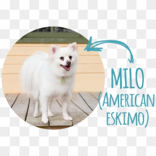 Hello World My Name Is Milo And I'm An American Eskimo,, HD Png Download