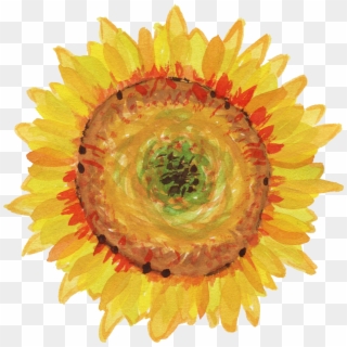 Free Download - Transparent Watercolor Sunflowers, HD Png Download