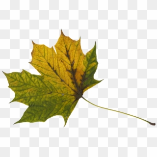 Png File Size - Maple Leaf, Transparent Png