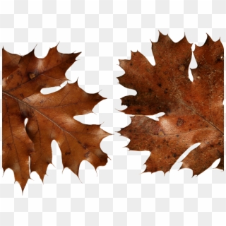 Autumn Leaves Clipart Dry Leave, HD Png Download
