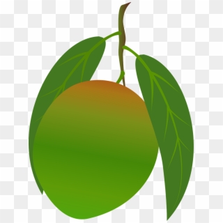 Mango Clipart Food - Green Mango Fruit Png, Transparent Png