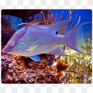 Hogfish - Underwater, HD Png Download