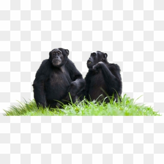Chimpanzees Sitting On Grass - Chimpanzees Png, Transparent Png