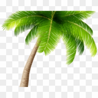 Palm Tree Clipart Kerala Coconut Tree - Transparent Background Palm Tree Png Transparent, Png Download