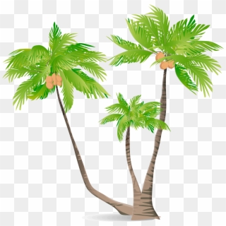 Arecaceae Green Coconut Illustration - Coconut Tree Illustration, HD Png Download