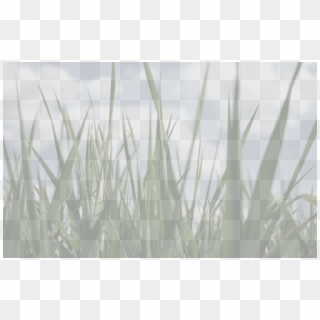 Grass Background - Grass, HD Png Download