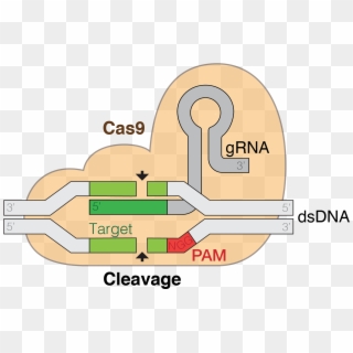 Crispr Cas9, HD Png Download - 2195x1470(#2110788) - PngFind