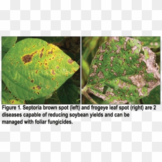 Septoria Brown Spot And Frogeye Leaf Spot On Soybean - Fungicide Soybean, HD Png Download