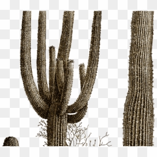 Cactus Best Images Clipart Free - Desert Cactus Scene Black And White Clipart, HD Png Download