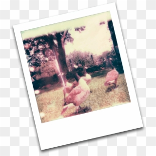 What's With The Goose - Photograph, HD Png Download