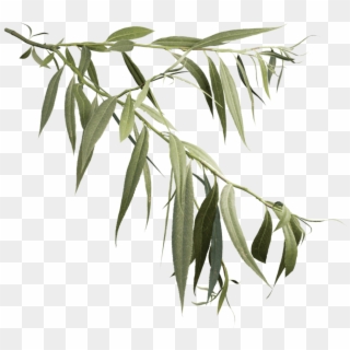 Weeping Willow Branch , Png Download - White Willow, Transparent Png